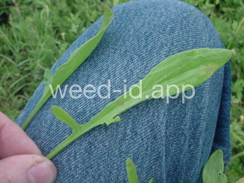 sorrel, heartwing
